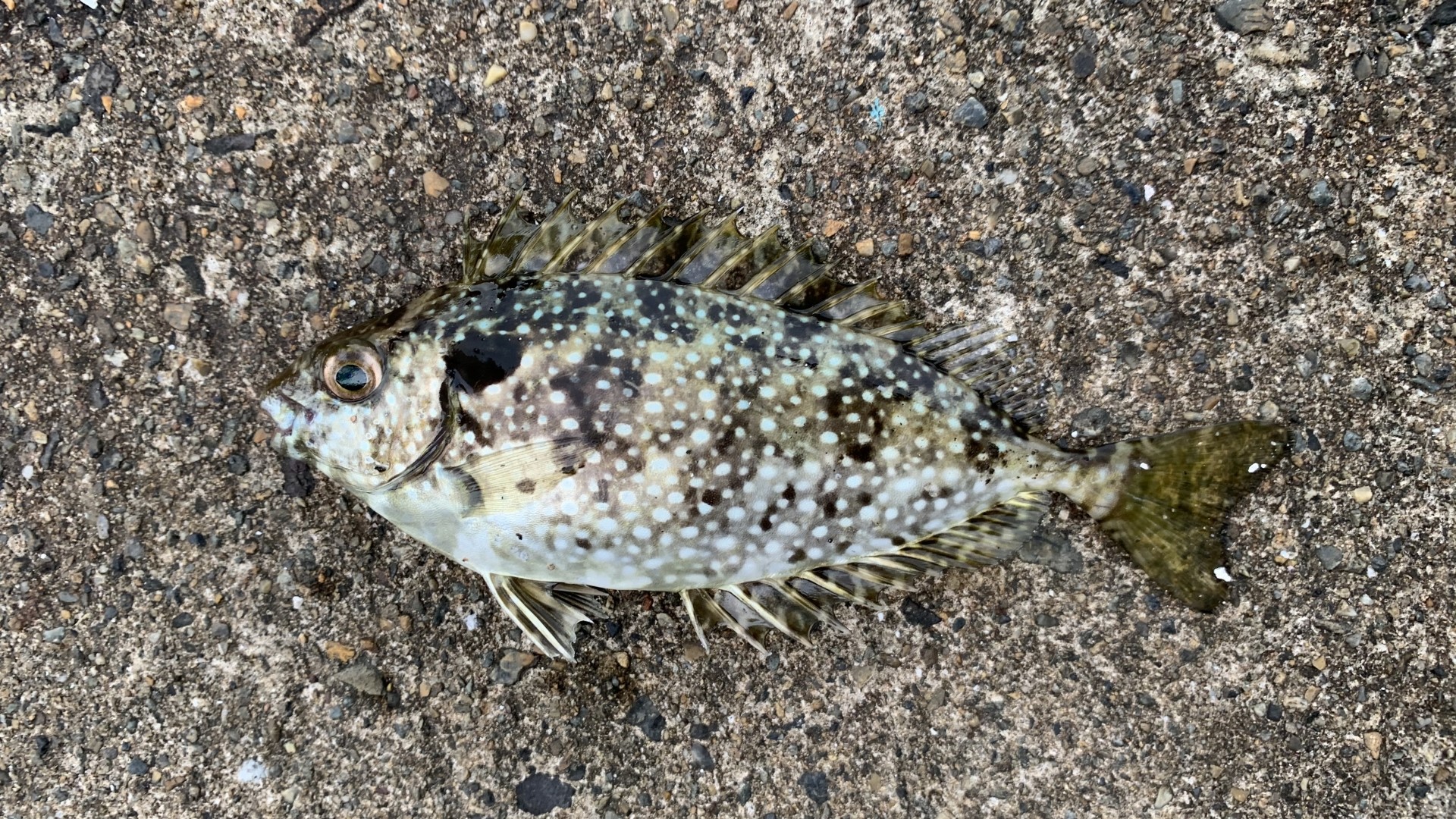 釣り　毒　魚　ゴンズイ